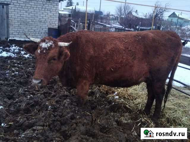 Телки Корова, молочная Фролово - изображение 1