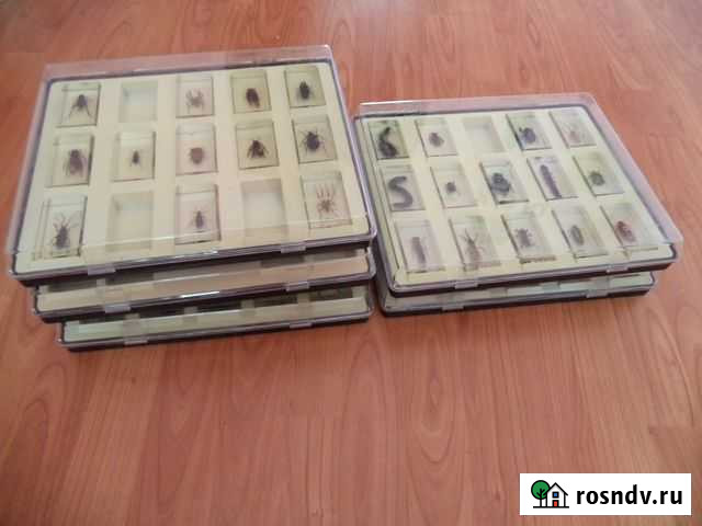 Насекомые и их знакомые Пермь - изображение 1