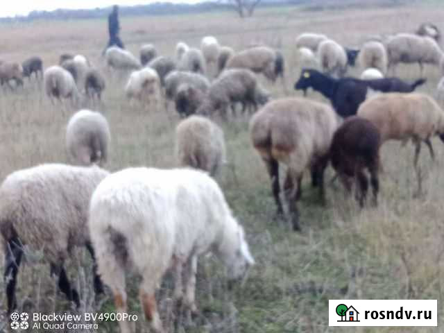 Продаю барашки Краснодар - изображение 1