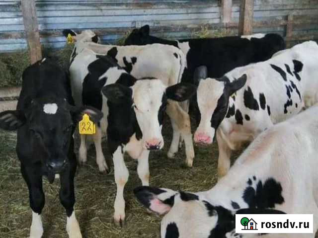 Бычки Красный Кут - изображение 1