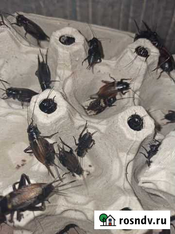 Сверчки двупятнистые, зоофобас, тур. таракан Воскресенск - изображение 1