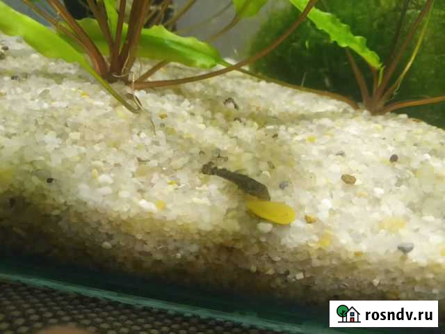 Анцитрусы Жуковский - изображение 1