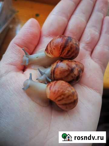 Улитки архахатина сутуралис сильвер (ахатины) Москва - изображение 1