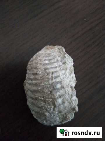 Трилобит Мостовской - изображение 1