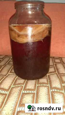 Грибок Челябинск - изображение 1