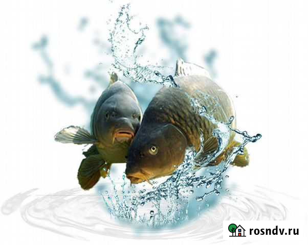 Карп живой крупный Евпатория - изображение 1