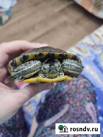 Красноухая черепаха бесплатно Нижний Новгород - изображение 1