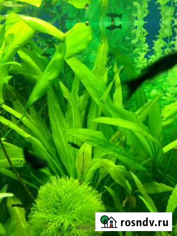 Растения, рыбки, аквариумы Белебей - изображение 1