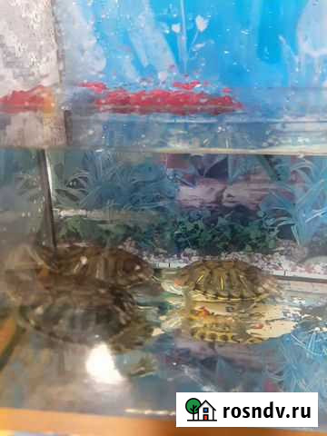 Красноухие черепахи с аквариумом Омск - изображение 1