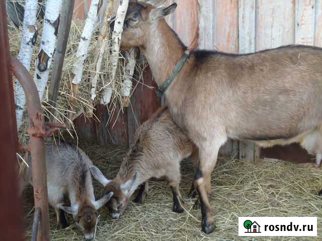 Продажа козы Саргатское - изображение 1