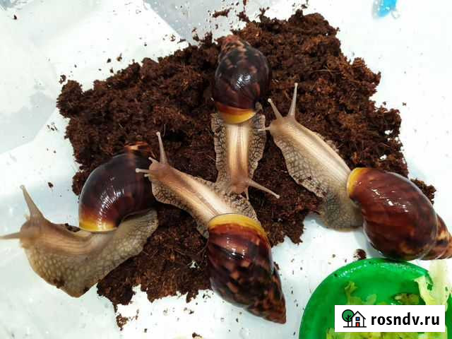 Улитки Ахатины Навашино - изображение 1