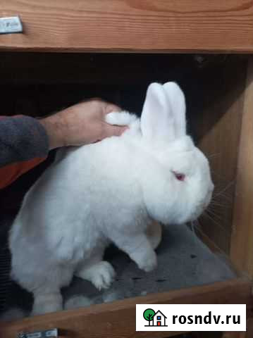 Крол Новозеландец Красноярск - изображение 1