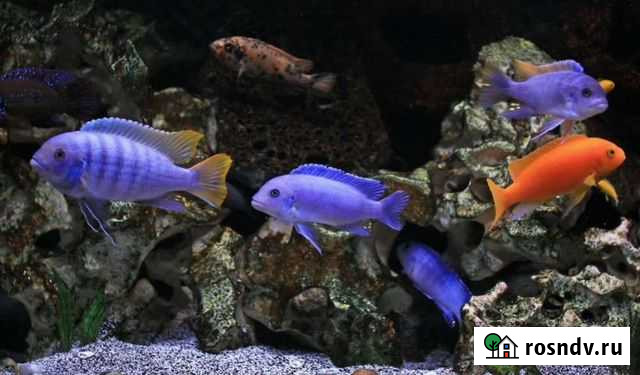 Цихлиды Благовещенск - изображение 1