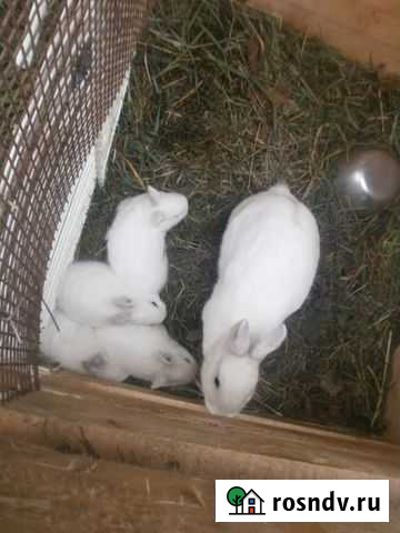 Кролик декоративный белый крольчата Саранск - изображение 1