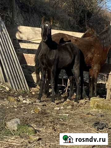 Продажа лошадей Нальчик - изображение 1