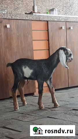 Нубийские козочки чистокровные Тюмень - изображение 1