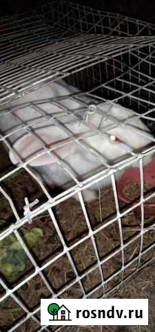 Кролик Южноуральск - изображение 1