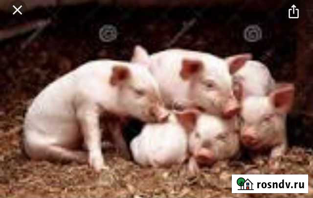 Продам поросят Абан - изображение 1