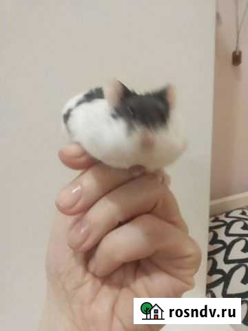 Джунгарские хомячки Пушкино - изображение 1