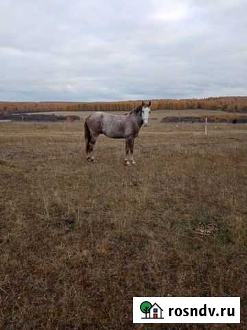Продам жеребца 3-х лет Верхние Киги - изображение 1