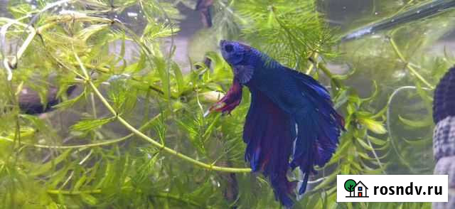 Рыба петушок Мытищи - изображение 1