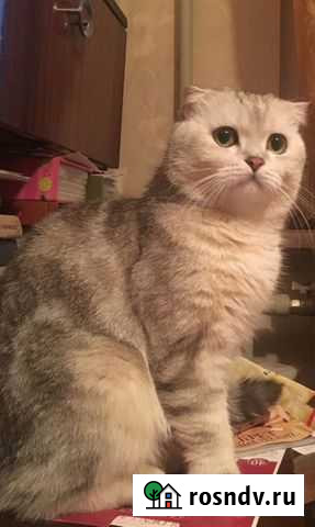 Передержка для кошек и других животных Самара - изображение 1