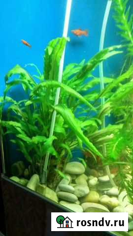 Аквариумные растения криптокарина валеснерия элоде Волгоград - изображение 1