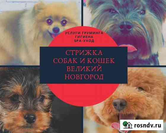 Стрижка/ груминг животных Великий Новгород