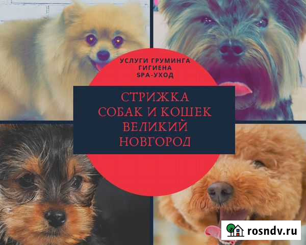 Стрижка/ груминг животных Великий Новгород - изображение 1