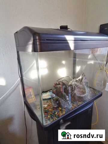 Аквариум Благовещенск - изображение 1