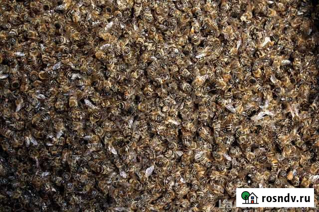 Пчелиный подмор Оренбург - изображение 1