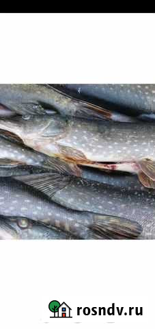 Щука потрашеная Белореченск - изображение 1