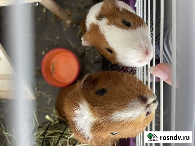 Морские свинки Пушкино - изображение 1