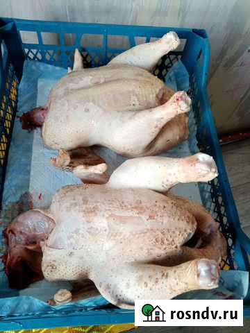 Домашние курочки к новому году Братск - изображение 1