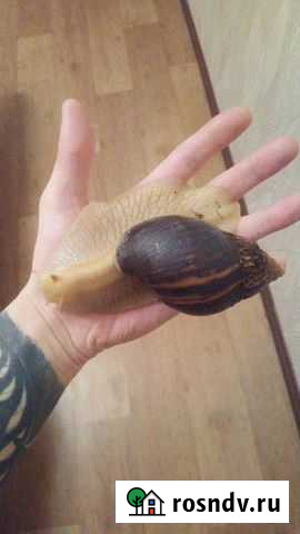 Улитка Нижневартовск - изображение 1