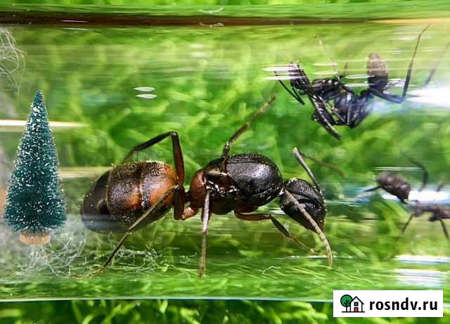 Муравьи для муравьиной фермы, жнецы, формикарий Санкт-Петербург - изображение 1