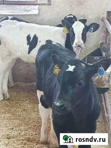 Бычки телята Родионово-Несветайская - изображение 1