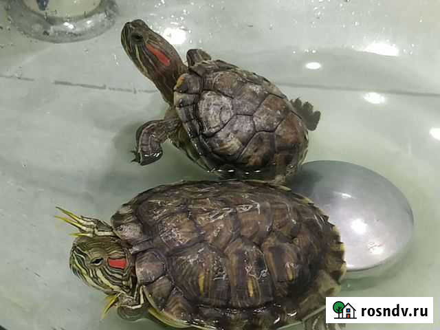 Черепаха Видное - изображение 1