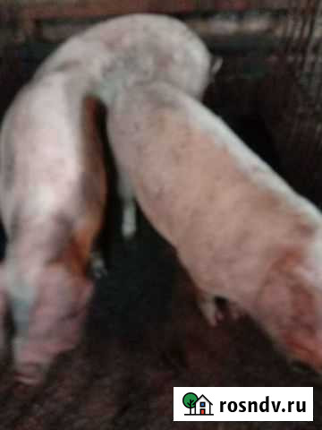 Свинья на мясо Сокур - изображение 1