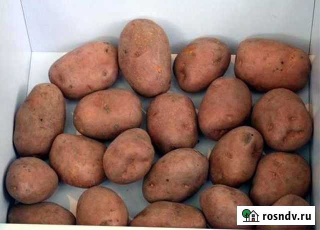 Картофель Бобров - изображение 1