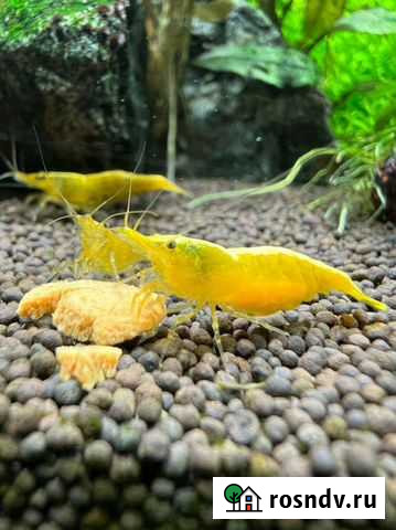 Желтый неон Дёмино - изображение 1