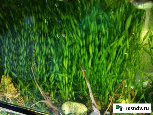 Аквариумное растение валлиснерия и роголистник Звенигород - изображение 1