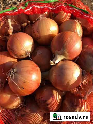 Лук оптом сорт Манас Городище - изображение 1