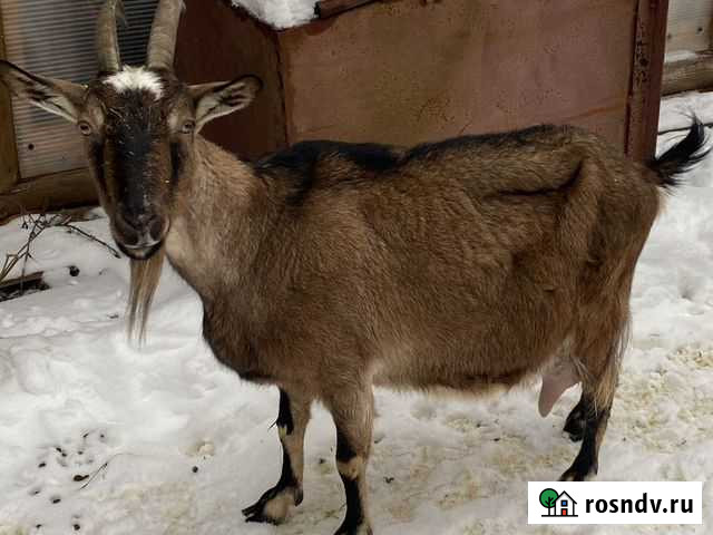 Козы Истра - изображение 1