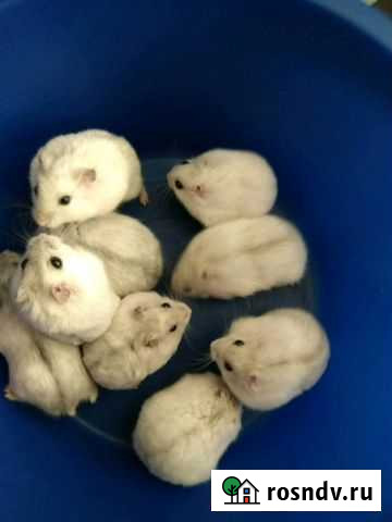 Джунгарики,сирийчата на подарки Хабаровск - изображение 1