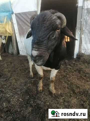 Баран Дорпер Урюпинск - изображение 1