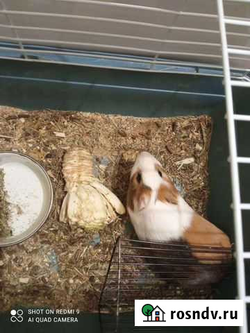 Морская свинка с клеткой бесплатно Нижний Новгород - изображение 1