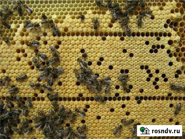 Пчелопакеты Карника Апастово - изображение 1