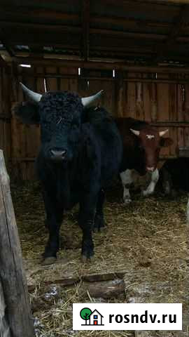 Мясо говядина Шалинское - изображение 1