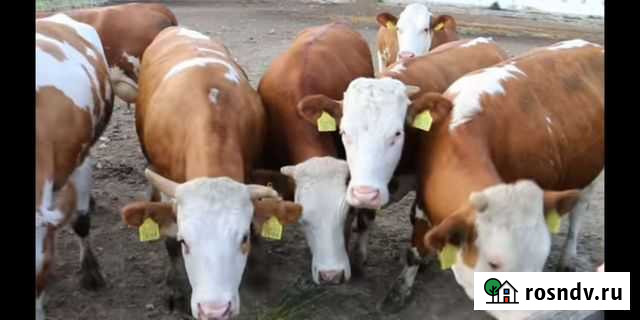 Корова дойная молочная Каменка - изображение 1